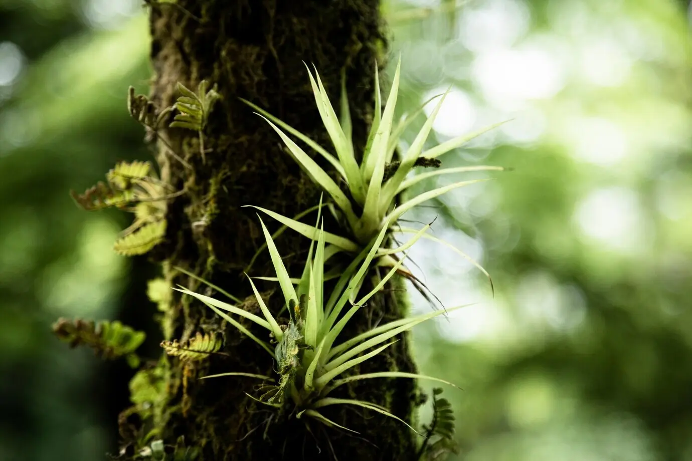 Primer plano de vegetación en una rama