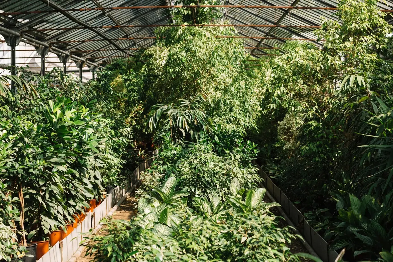 Plantas frescas que crecen en el invernadero