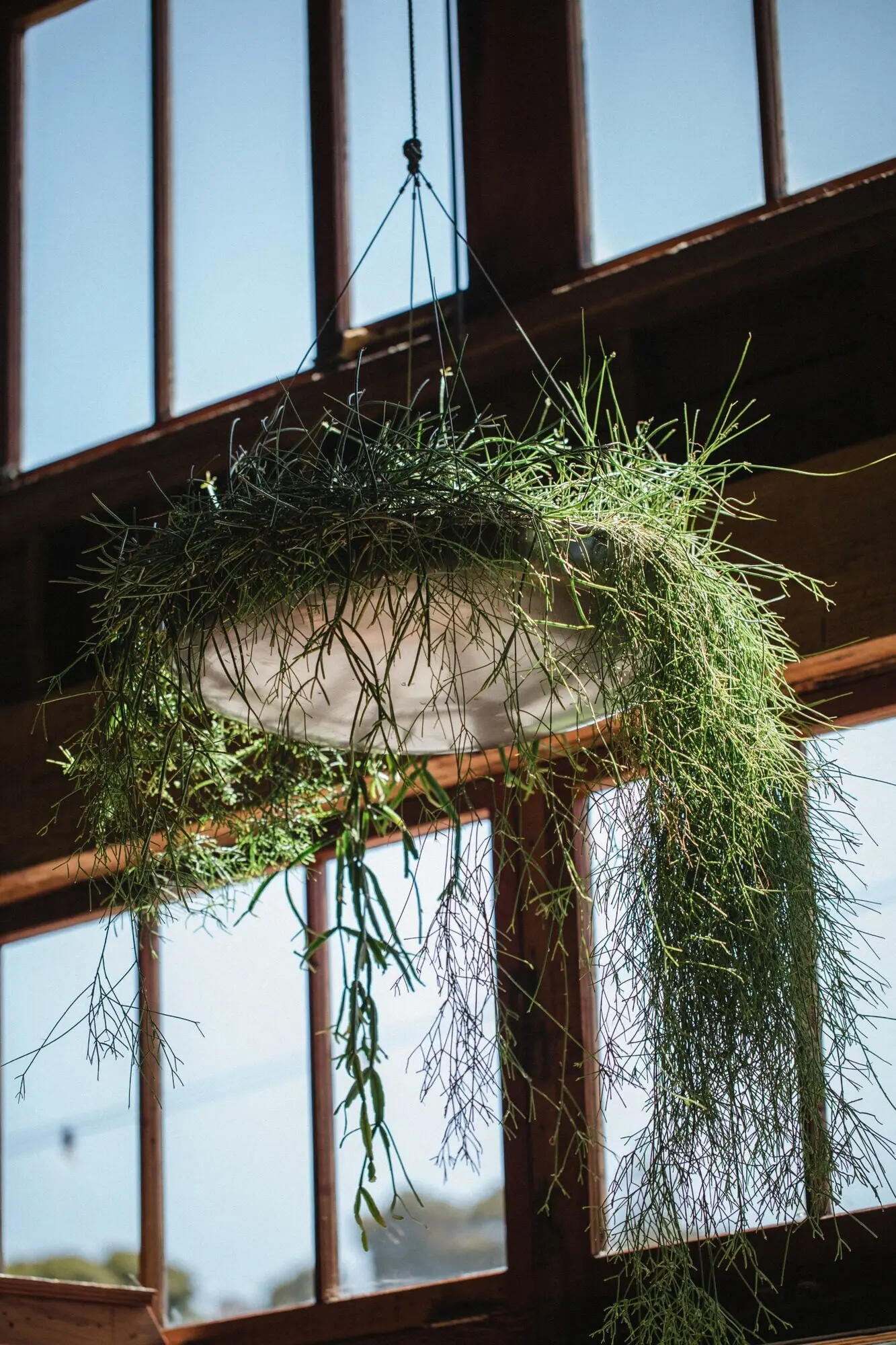 Maceta colgante verde y gris